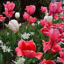Pictures Of Flowers For Every Garden Flower Pictures Tulips Planting Bulbs