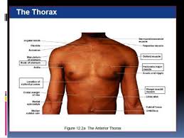 (there are five lumbar vertebrae. Surface Anatomy
