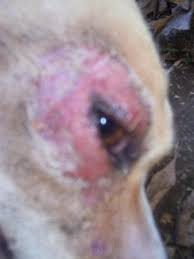 Ringworm is a fungal infection that is spread through contact. Dog Allergies Hair Loss Around Eyes