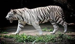 white tiger compared to normal colored tigers without the white gene white tigers tend to be somewhat bigger bot white tiger facts white tiger tiger habitat