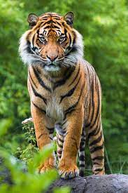 Bengalischer tiger malbuch löwe niedlichkeit kind, tiger, erwachsene. Royal Chitwan Nationalpark In Nepal Bengalischer Tiger Grosse Katzen Wilde Katzen