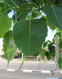 Image result for Ficus religiosa