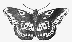 Download Tattoo Png Transparent Harry Styles Butterfly Tattoo Png Download 5047702 Png Images On Pngarea