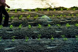 The story goes like this. Natural Homemade Weed Killers That Are Safe For Your Pets Gardenerdy