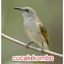 Harga burung decu gacor jantan kembang bahan decu mini dan . Burung Decu Kembang Jawa Jantan Bahan Shopee Indonesia
