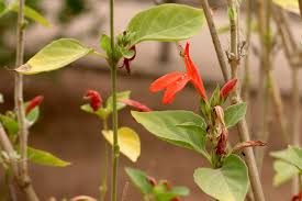 Image result for Justicia striolata