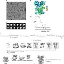 Flow Chart Of Cryo Em Image Processing For Chicken Sting In