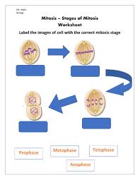 Students compare terms such as diploid and haploid, mitosis and meiosis, and germ cells and somatic cells. Mitosis Exercise For 10