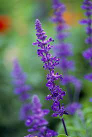Part sun to light shade. 15 Super Plants For Texas Landscapes Better Homes Gardens