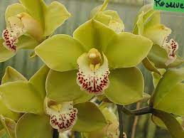 Cymbidium Orchids Gorgeous Unique Used Them In My Bridal Bouquet They Re One Of My All Time Fav Cymbidium Orchids Care Beautiful Orchids Cymbidium Orchids