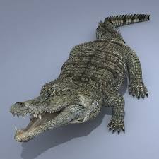Realistic Crocodile Animation 3d Model Crocodile Animation 3d Model