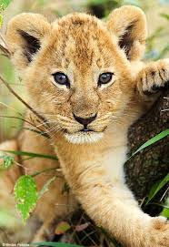 Cute Baby Lion Photo Cute Animals Photos Animals Cute Animals Cute Animal Photos
