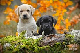 These apple head chihuahua pups need lots of attention, they love cuddles & there are very affectionate. Yellow And Black Labrador Retriever Puppies In Autumn Scenery Photograph By Waldek Dabrowski