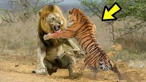 We did not find results for: El Poder Del Tigre Vs Leon Leon Vs Tigre Quien Es Mas Fuerte Youtube