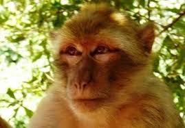 Résultat de recherche d'images pour "droles singes"