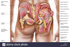 Webmd's colon anatomy page provides a detailed image and definition of the colon. Buttocks Anatomy Diagram Anatomy Drawing Diagram
