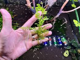 Image result for Crepidomanes frappieri