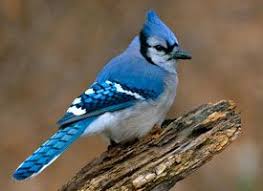 Birds That Start With I Bird Identification Skills Birding Basics Bird I Blue Jay Blue Jay Bird Jay Bird