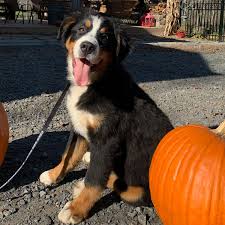 The bernese mountain dog originated as a farm dog, but these days he's most often a beloved companion. Bernese Mountain Dogs For Sale In Virginia By Debs Doodles