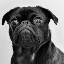 Its location on this page may change next time you visit. Norwood Animal Hospital
