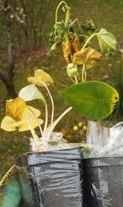 Shop with confidence when putting together your michigan bulb shade garden. Michigan Bulb Company Forest Garden