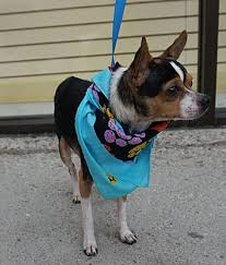 Petland carriage place is a local pet store that has been operating for over 40 years in columbus, ohio. Toledo Oh Chihuahua Meet Floyd A Dog For Adoption Dog Adoption Chihuahua Pet Adoption