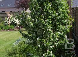 amelanchier alnifolia obelisk belleplant amelanchier alnifolia obelisken planten