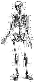 It possesses also a certain degree of toughness and while the ossification of the cartilaginous body is extending toward the articular ends, the cartilage immediately in advance of the osseous tissue. General Anatomy Skeletal System Wikibooks Open Books For An Open World