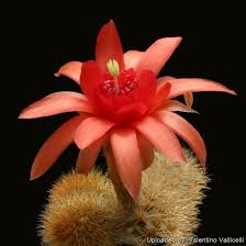 Image result for Oliverella hildebrandtii