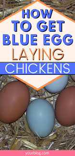 Birds That Lay Blue Eggs On The Ground Pin On Keeping Chickens