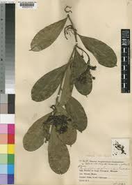 Image result for Pentadiplandra brazzeana