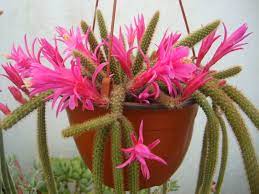 Do you have any suggestions on how i can help it it has bloomed the last few years and the flowers are quite striking. Disocactus Flagelliformis Rat Tail Cactus World Of Flowering Plants