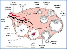 When Do Women Ovulate The Best Time To Get Pregnant