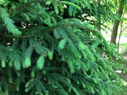 Miniature spruces make an attractive natural border for a driveway or walkway. Roots And Shoots Diagnosing What Ails A Norway Spruce The Highlands Current
