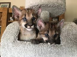 How 2 orphan mountain lions from California found a home in Scottsdale