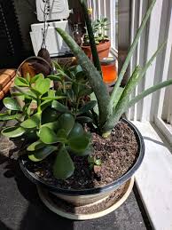 Aloe vera's care needs are similar to a cactus plant. Houseplant Container Mixing Can You Grow Multiple Houseplants In The Same Pot