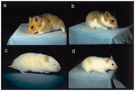 Traditionally you will find syrian hamster with the golden pattern, like my teddy shown above. Wh Pigmentation Phenotype A Wild Type Golden Hamster B Wh Download Scientific Diagram