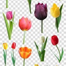 鲜花素材png模板郁金香图片鲜花flower material png template tulip picture flowers flowers tulips image
