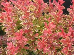 6 to 30 characters long; Home Matsuda S Northern California Wholesale Nursery