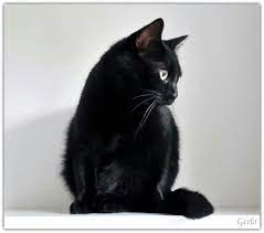 Pin By Christine On Animals Cats And Kittens Cats Black Cat