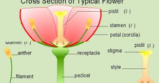 Angiosperm Parts Of A Flower Biology Activity Planting Flowers