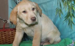 Lab mix puppies for sale. Labrador Retriever Puppies For Sale Farmingdale Me 268722