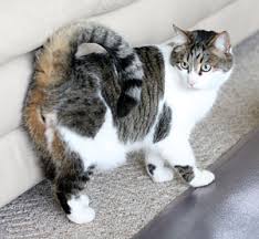 This is a loving greeting and means they want your attention. American Ringtail Cat Information And Pictures Petguide