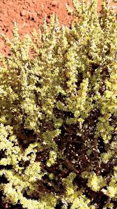 Image result for Plinthus karooicus