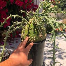 Image result for Adenopodia schlechteri