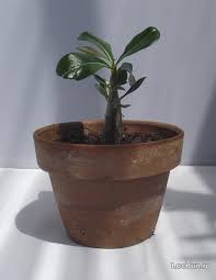 Planta Tanara Trandafirul Desertului Adenium Obesum Nou Casa Si Gradina Sibiu Sibiu Locbun Com Mobil 155438