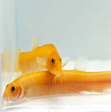 Gold Dojo Loach Loaches Come From A Variety Of Water Conditions But Most Will Thrive In The Average Aquarium The Ph L Aquarium Fish Cool Fish Beta Fish Tank