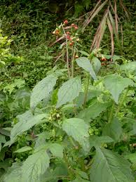 Image result for Crassocephalum crepidioides