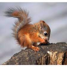 Pin By Estrella Bella On Cute Animals Baby Squirrel Cute Squirrel Cute Animals