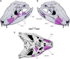 You need to select one and go! A New Late Cretaceous Crocodyliform From The Western Margin Of Gondwana La Rioja Province Argentina Sciencedirect